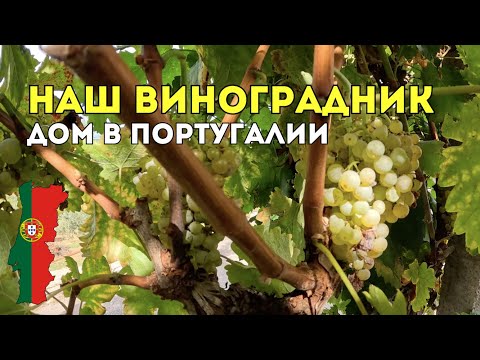 Видео: Наш виноградник в Португалии — урожай и сорта 🍇🇵🇹 ✅