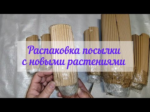 Видео: Распаковка посылки с новыми растениями. Ожидание и реальность. 🌿