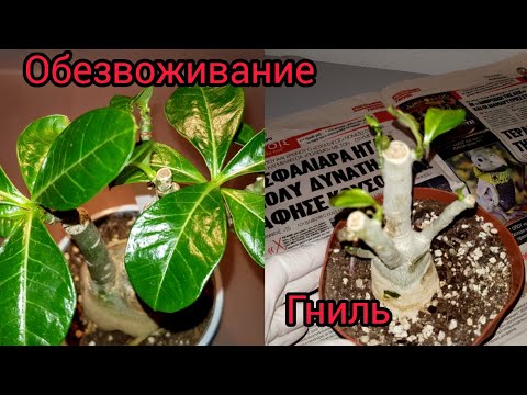 Видео: Как Отличить Гниль от Обезвоживания у Адениумов🤔Ссылка на Канал ElenS 👇