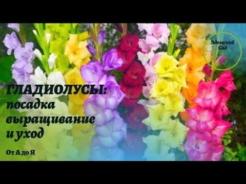 Видео: ГЛАДИОЛУСЫ: посадка, выращивание и уход от А до Я