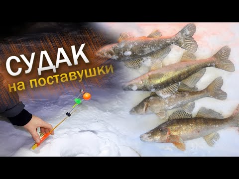 Видео: НОЧНОЙ СУДАК НА ПОСТАВУШКИ. Зимняя рыбалка на судака. Чистополь