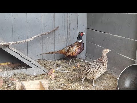 Видео: ЛПХ//фазаны//охотничьи фазаны//25 сентября 2024 год