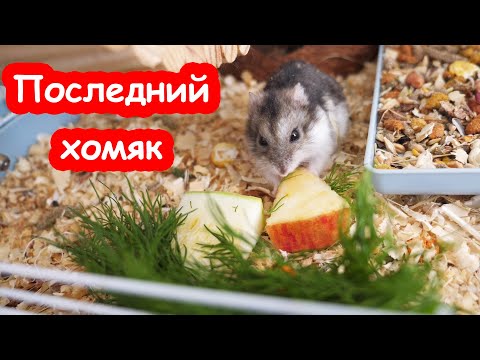 Видео: Последний хомяк