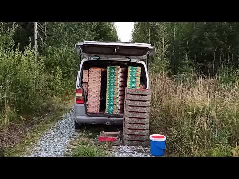 Видео: 5.09.2024 мой РЕКОРД сбора брусники в Финляндии и подробности.....