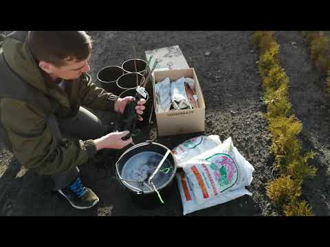 Видео: КАНАДСКИЕ РОЗЫ ! ПОСАДКА!