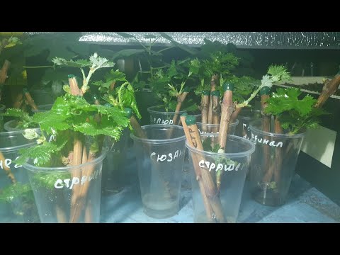 Видео: Проращивание и укоренение чубуков винограда. Распаковка посылки от Сергея Криули.