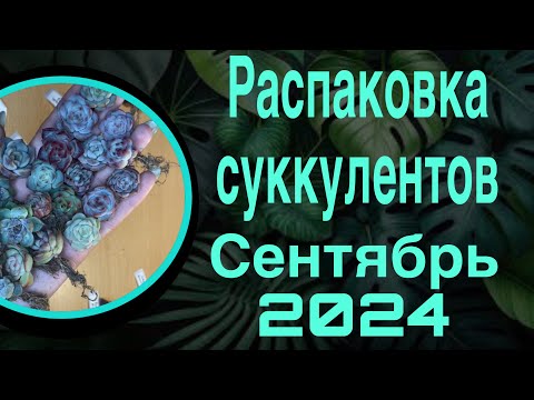 Видео: Распаковка суккулентов сентябрь 😝