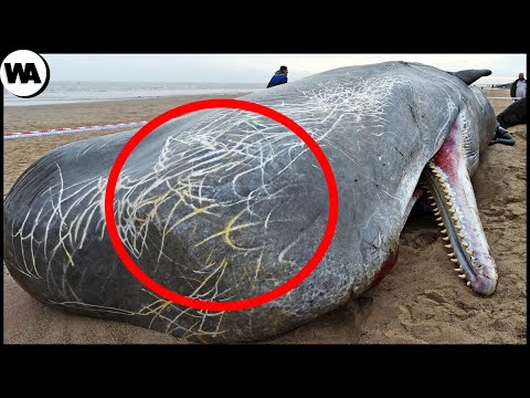 Видео: Доказательство Того, Что Кракен Действительно Существует