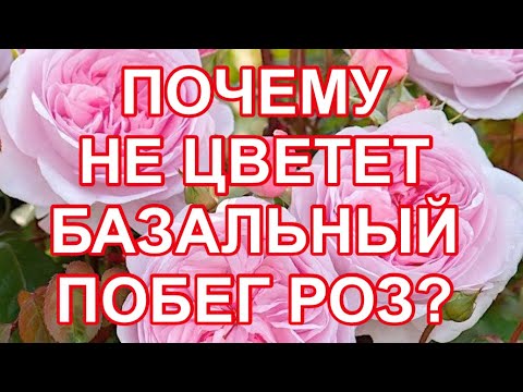 Видео: БАЗАЛЬНЫЕ ЖИРУЮЩИЕ ПОБЕГИ РОЗ ЕСЛИ НЕ БУДУТ ЦВЕСТИ В ВАШЕМ САДУ. ЧТО ДЕЛАТЬ?