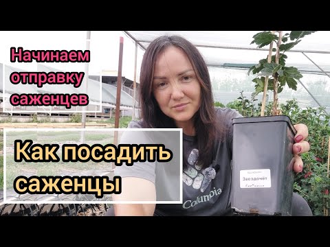 Видео: Мы начинаем отправку саженцев! Как посадить саженцы