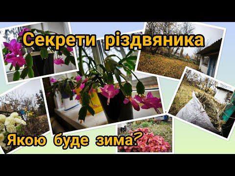 Видео: Чому не цвіте різдвяник?// Якою буде зима?// Буду жить по-городському🙃//@Moie_selo_na_Poltavshchyni 