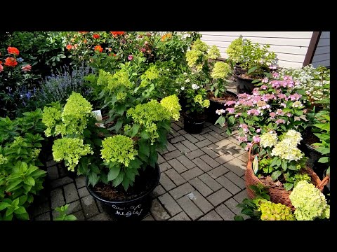 Видео: Метельчатые гортензии 🌿🌿Пересадка черенков,грунт