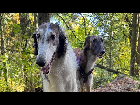 Видео: плохой видеоблог: чья это лошадь