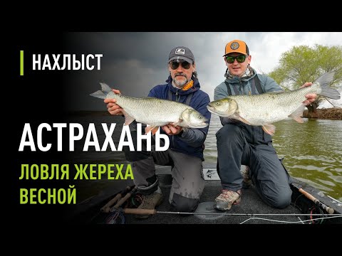 Видео: Весенний ЖЕРЕХ по малой воде. Настоящая раздача. Уловистые стримеры для ловли на глубине.