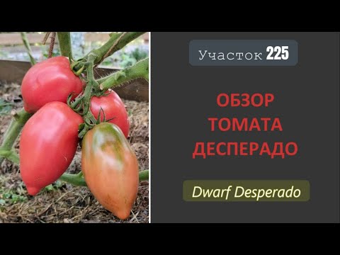 Видео: Томатный гном Десперадо. Отчаянно хорош!