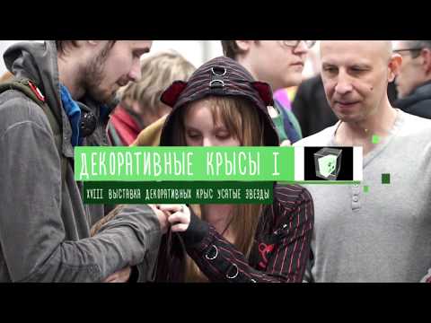 Видео: Декоративные крысы I