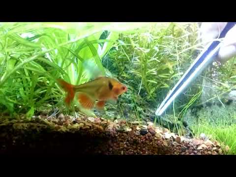 Видео: Как я запускал аквариум 100 литров , и он СДОХ через пол года .