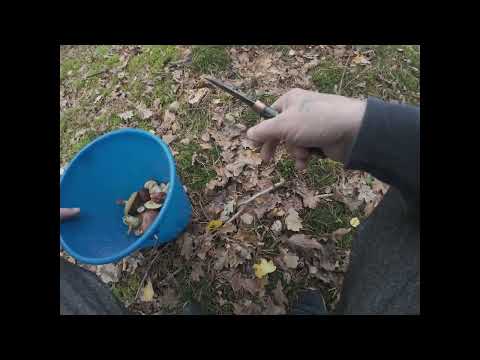 Видео: Грибная разведка.24.10.25.