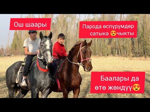 Видео: ОШТОН УКМУШ ӨСПҮРҮМДӨР САТЫКА ЧЫКТЫ БААСЫ ӨТӨ ЖӨНДҮҮ КОЙУЛДУ😍2025 ж10 ноябрьпайпац