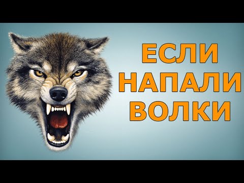 Видео: ЧТО ДЕЛАТЬ, ЕСЛИ НАПАЛИ ВОЛКИ