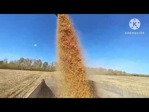 Видео: молотим кукурузу, успели убрать по сухой погоде, не то что прошлый год