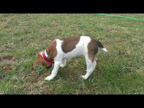 Видео: Щенок фокстерьера на даче первый раз