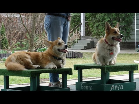 Видео: ДТ - 833. Батл: пастухи против охотников. Уникальный урок 2 стай.
