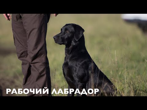 Видео: РАБОЧИЙ ЛАБРАДОР МАСТЕР-КЛАСС по ДРЕССИРОВКЕ. В ГОСТЯХ у ЗАВОДЧИКОВ DAVID и STEFANIE LATHEM. ENG SUB