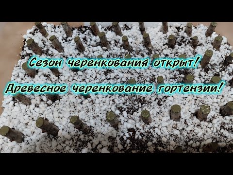Видео: Сезон черенкования открыт! Черенкование древовидной гортензии одревесневшими черенками! 🌱🌱🌱#черенок