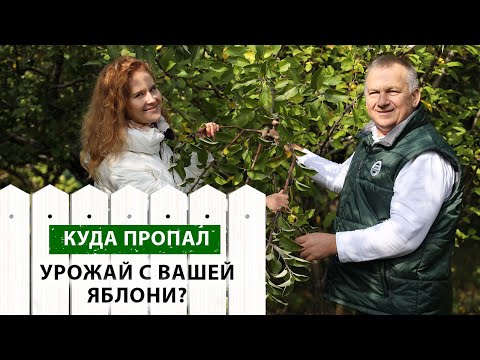 Видео: Почему ЯБЛОНЯ стала ПЛОХО плодоносить?