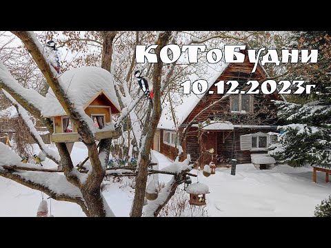 Видео: КОТоБудни, 10.12.2023г.: Чистим территорию от снега, греемся у камина и мечтаем о новом путешествии