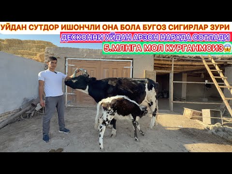 Видео: УЙДАН СУТДОР ИШОНЧЛИ ОНА БОЛА БУГОЗ СИГИРЛАР ЗУРИ ДЕХКОННИ УЙДАН АРЗОН НАРХДА СОТЛАДИ 31-октябрь 