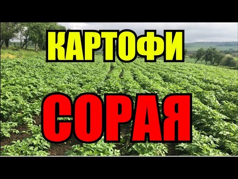 Видео: ДО КЪДЕ СТИГНАХМЕ С КАРТОФИТЕ  #картофи