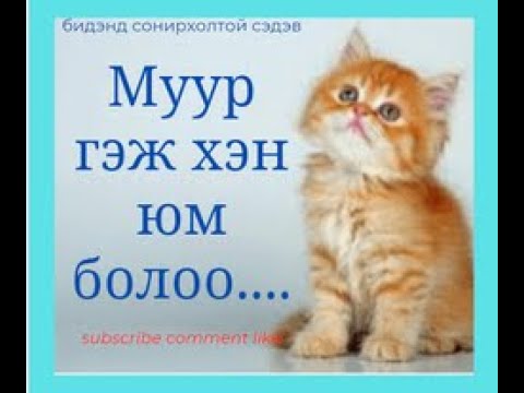 Видео: Хобби #1. Муур гэж хэн юм болоо ...