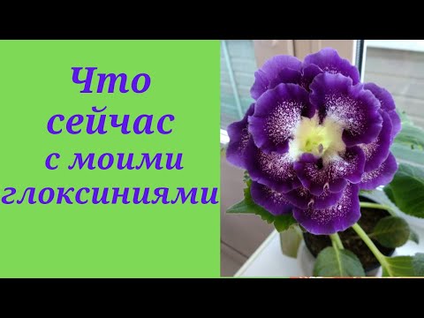 Видео: Глоксинии, что с моей коллекцией? Как правильно посадить черенок глоксинии, который дал росток.