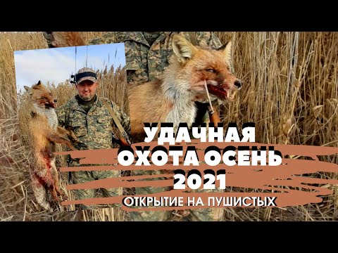 Видео: ОХОТА НА ЗАЙЦА ЛИСУ ШАКАЛА/ОХОТА 2021/ОХОТА С ГОНЧИМИ/Будни хорошего охотника