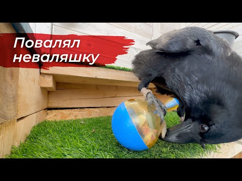 Видео: Неваляшка для ворона! Прогулка с ветерком