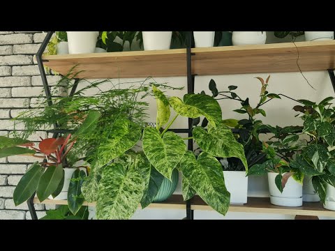 Видео: Растения на стеллаже