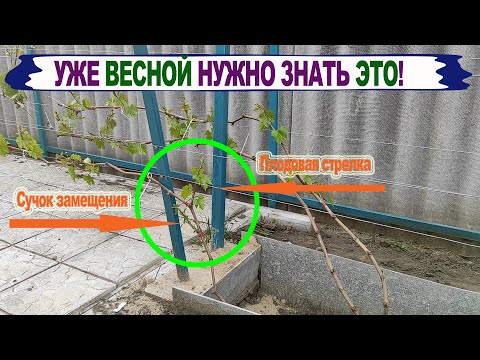 Видео: 🍇 Для чего нужен СУЧОК ЗАМЕЩЕНИЯ на винограде. Как его сформировать?