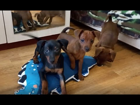 Видео: Щенки цвергпинчера 2,5 мес. или охота на динозавров/Miniature Pinscher puppies or hunting dinosaurs