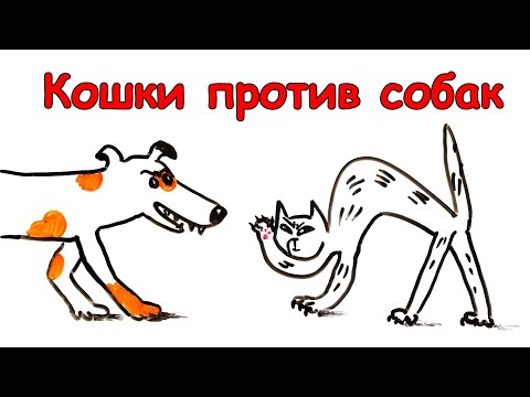 Видео: Почему собаки и кошки не любят друг друга?