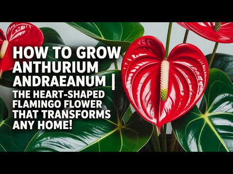 Видео: Как выращивать и ухаживать за антуриумом Андреанум | Полное руководство по цветоводству фламинго ...