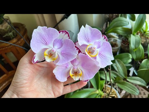 Видео: Гниль на листьях… ВСЁ ПРОПАЛО?!😱🤷🏼‍♀️😡