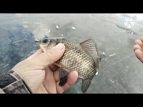Видео: Рыбалка в Казахстане.Отлично половили карася со льда.