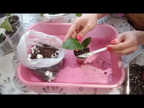 Видео: Стрептокарпусы: Грунт, полив и пересадка!