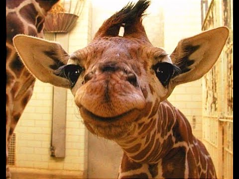 Видео: Анекдоты #мемы #юмор #jokes #funny