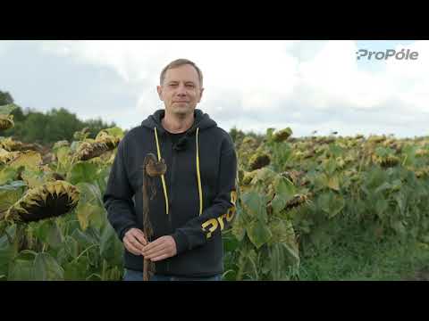 Видео: Склеротиніоз насувається. Як діяти фермеру?