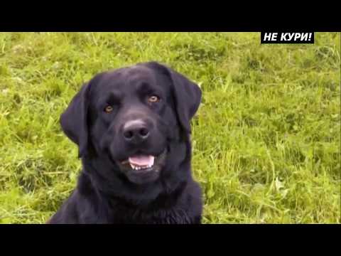 Видео: Лабрадор-Ретривер. Прекрасный помощник охотниу . 2018