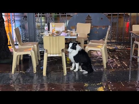 Видео: Мой хозяин напился и забыл меня в ресторане барбекю...