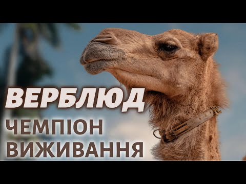 Видео: Верблюд. У чому секрет його  витривалості?